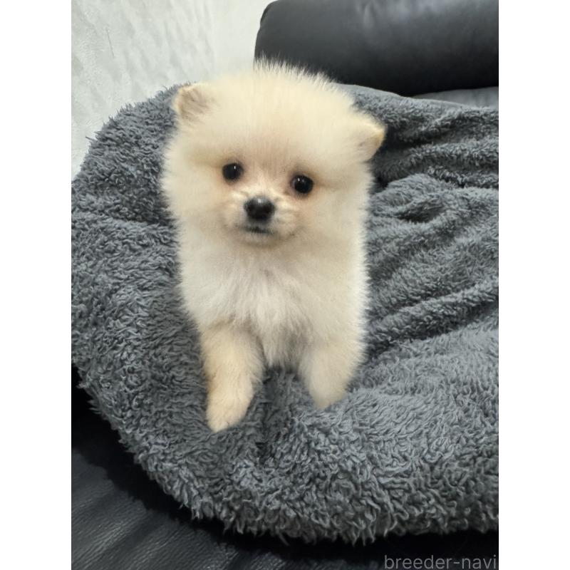 販売中の埼玉県のミックス犬-432883