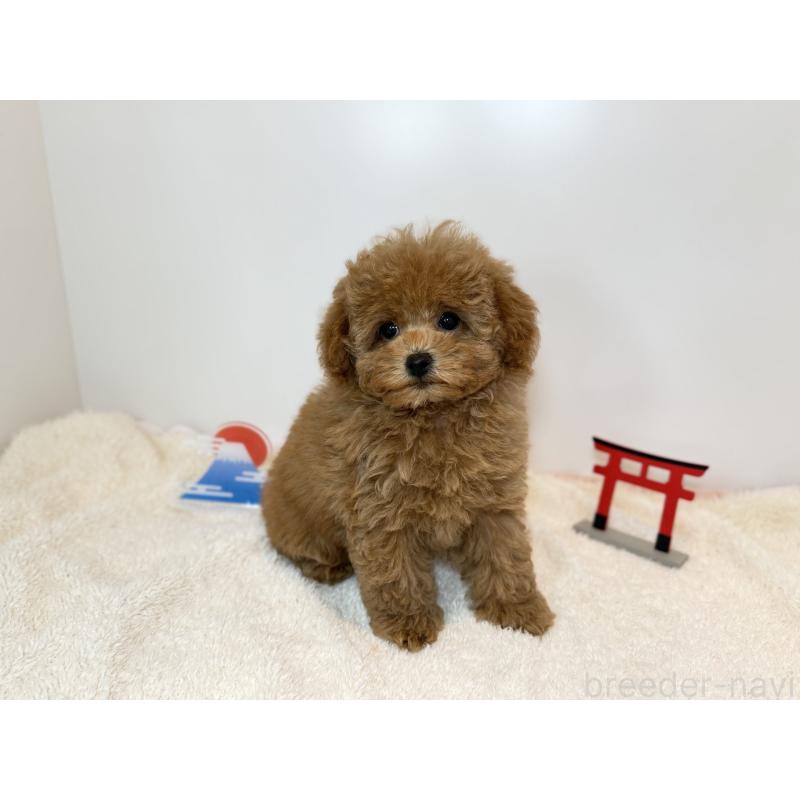 販売中の山口県のトイプードル-436466の3枚目