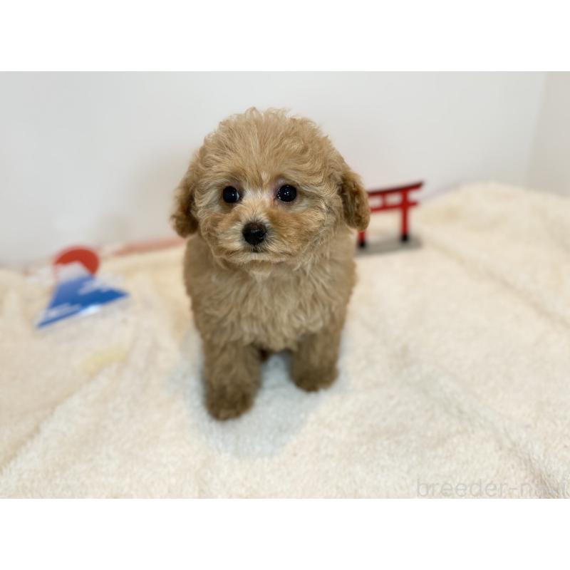 販売中の山口県のトイプードル-436467の3枚目