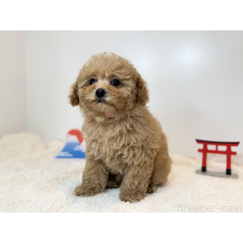 販売中の山口県のトイプードル-436467の2枚目