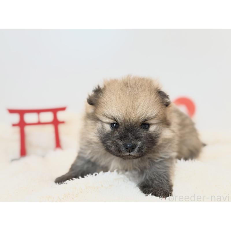 販売中の山口県のポメラニアン-436468の3枚目