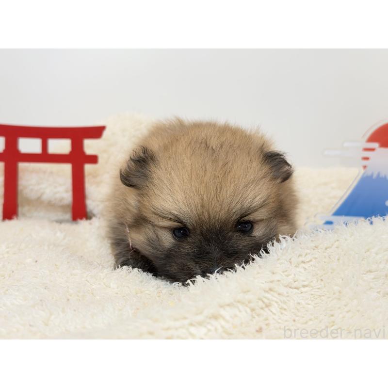 販売中の山口県のポメラニアン-436468の2枚目