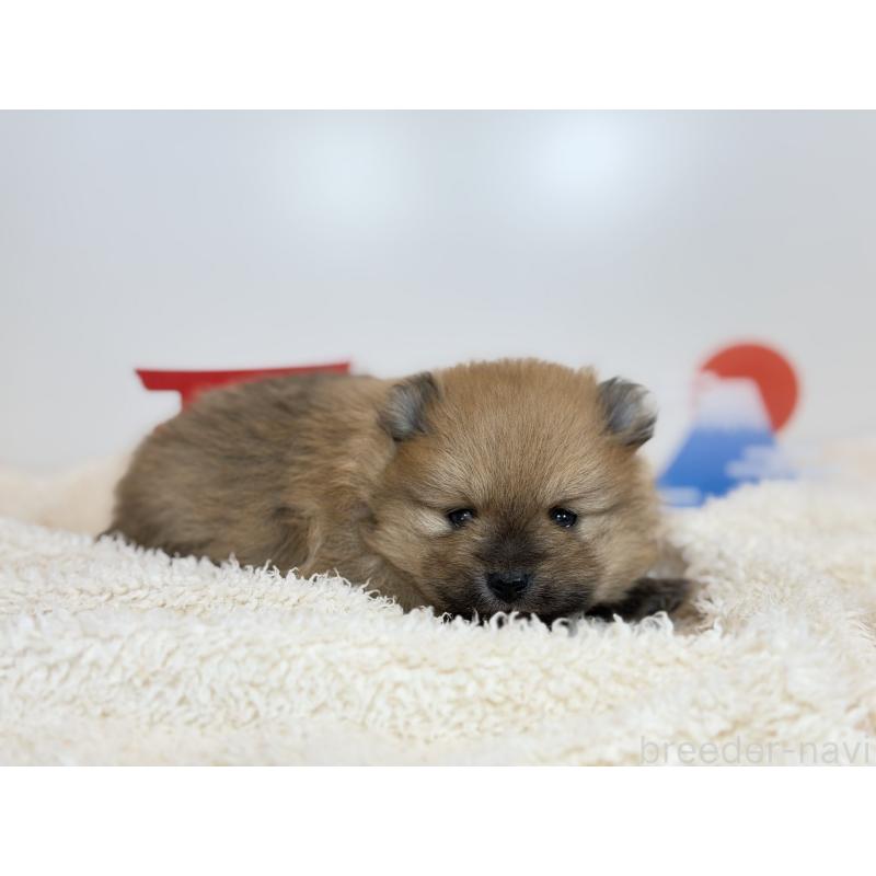 販売中の山口県のポメラニアン-436469の3枚目