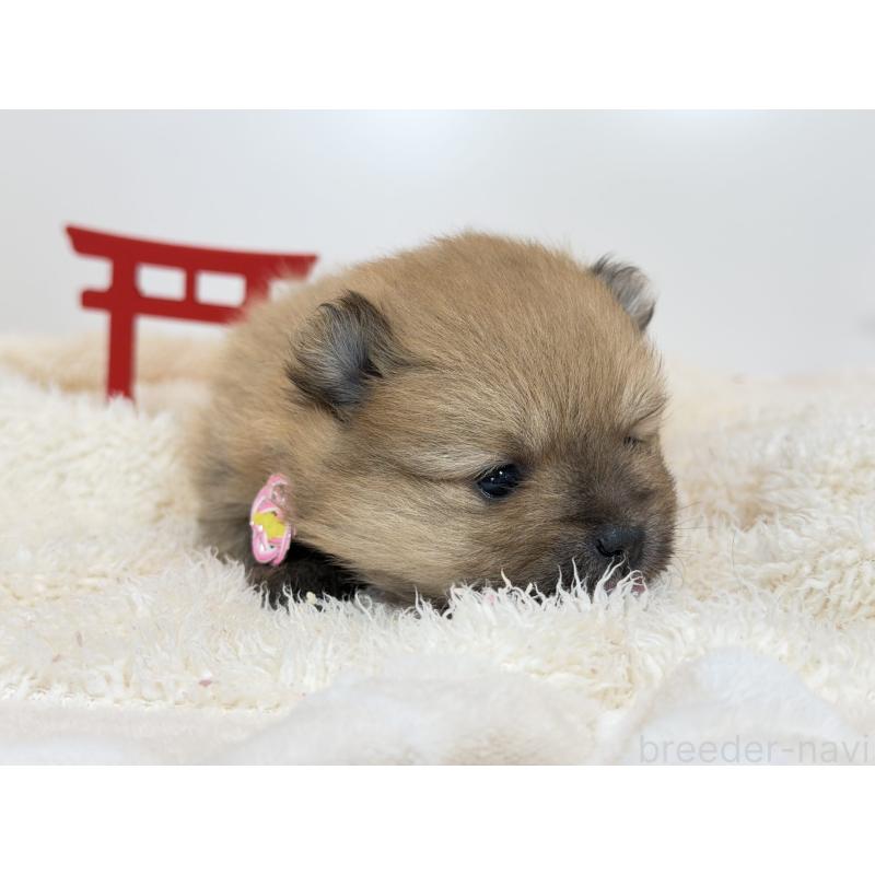 販売中の山口県のポメラニアン-436469の2枚目