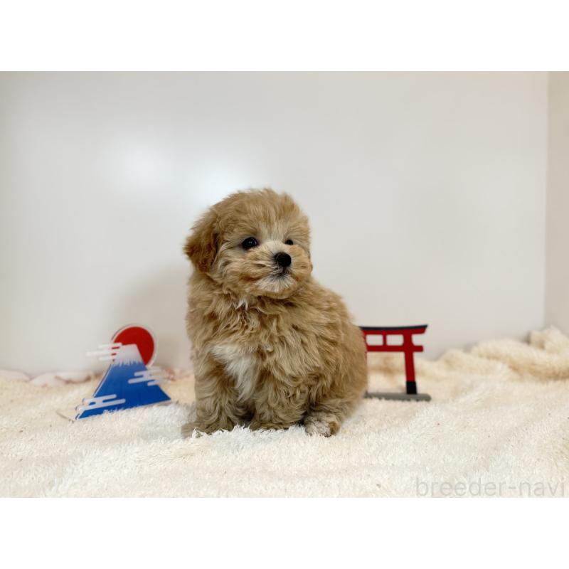 販売中の山口県のマルプー:マルチーズ×トイプードル-436473の2枚目