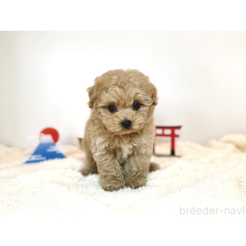 販売中の山口県のマルプー:マルチーズ×トイプードル-436474の3枚目