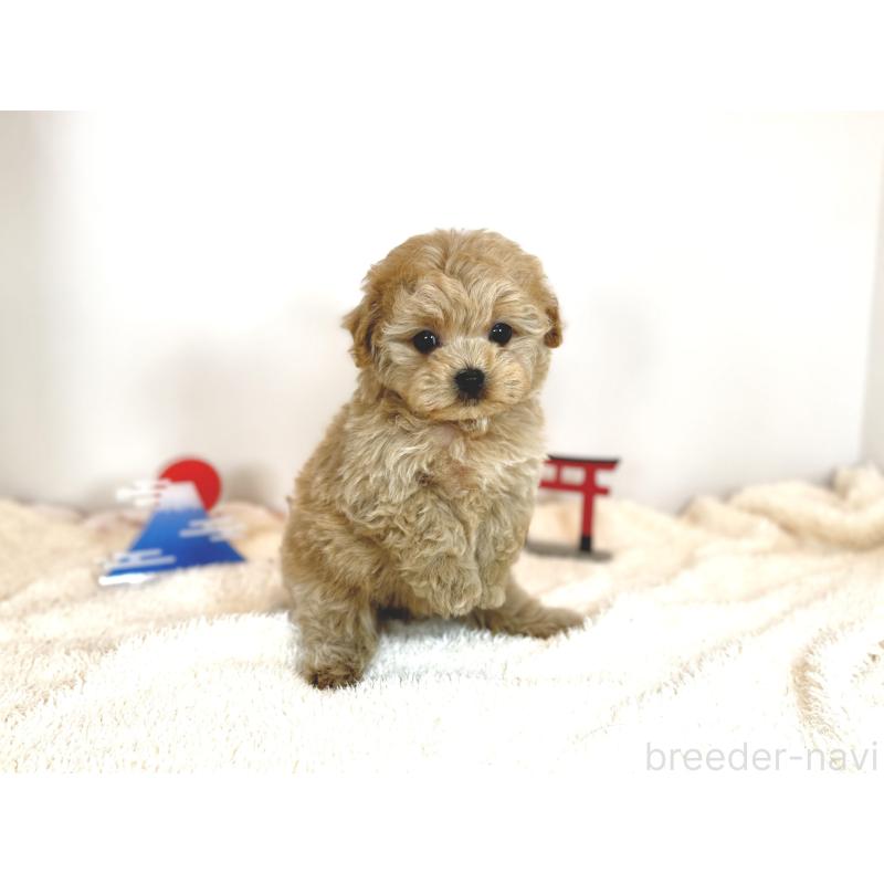 販売中の山口県のマルプー:マルチーズ×トイプードル-436474の2枚目