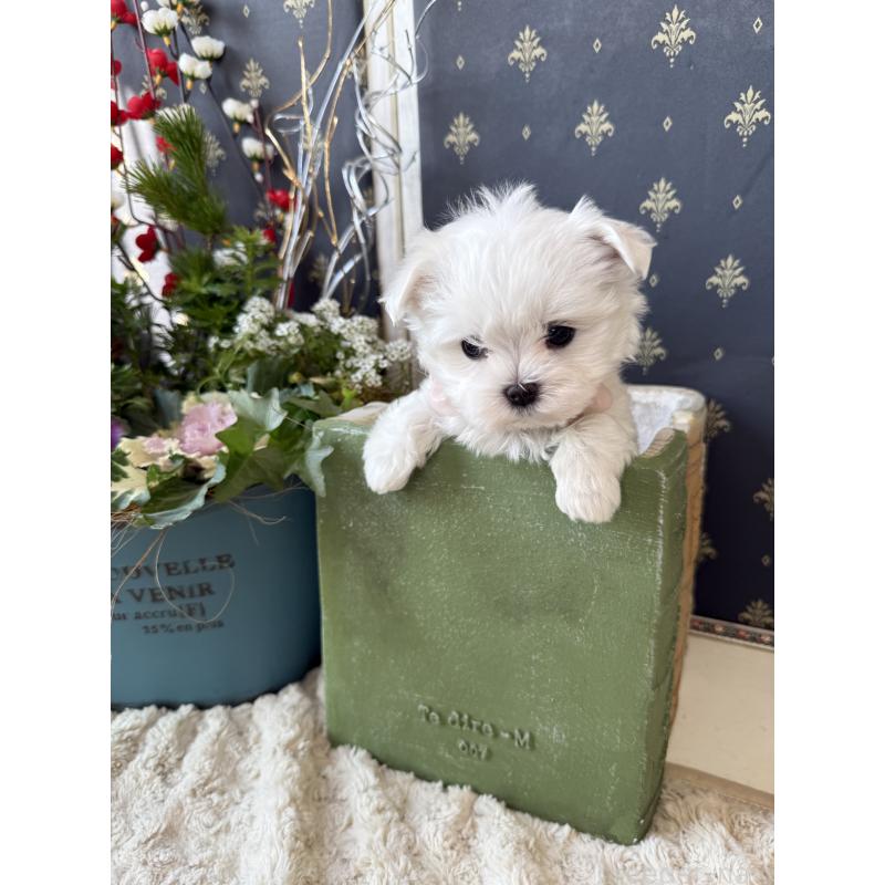 成約済の宮崎県のマルチーズ-431341の10枚目