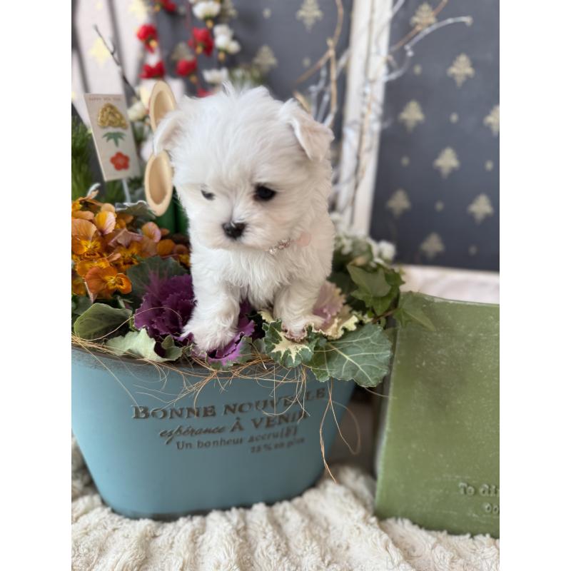 成約済の宮崎県のマルチーズ-431341の8枚目