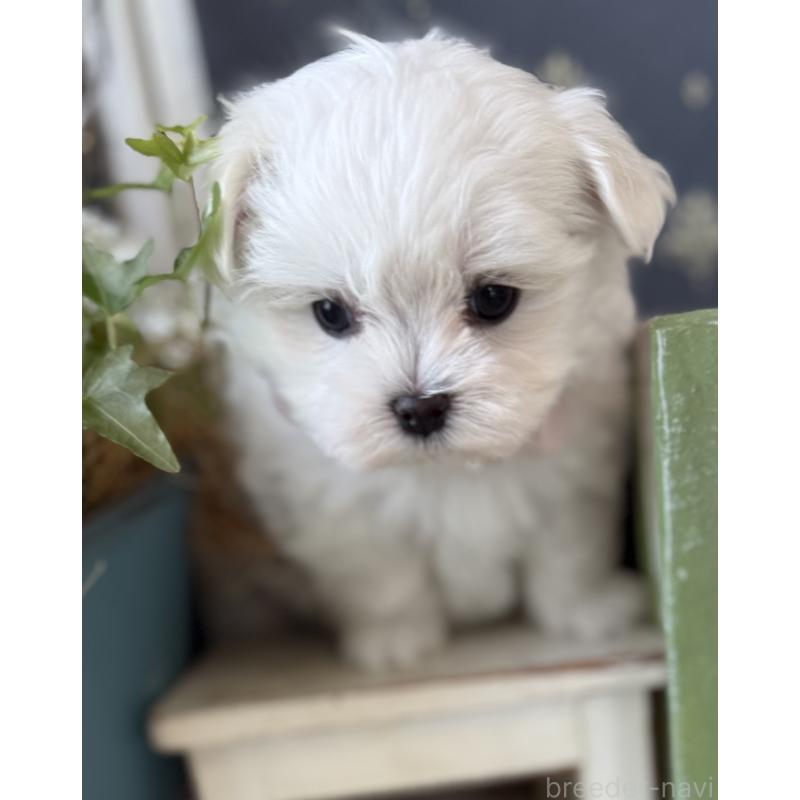 成約済の宮崎県のマルチーズ-431341の7枚目