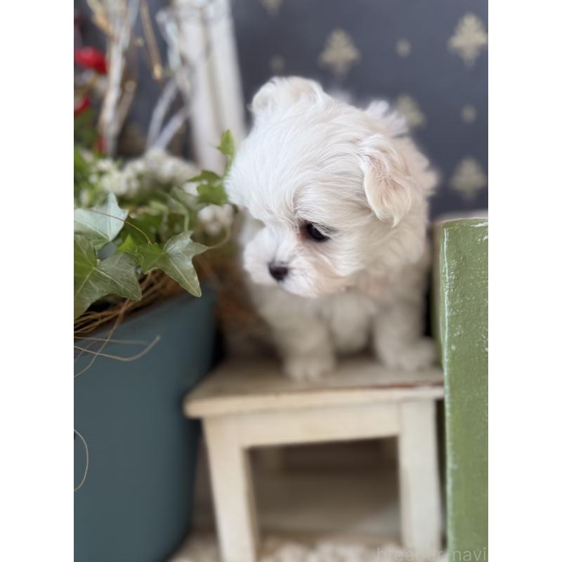 成約済の宮崎県のマルチーズ-431341の6枚目