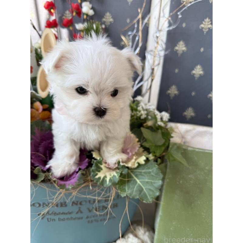 成約済の宮崎県のマルチーズ-431341の4枚目