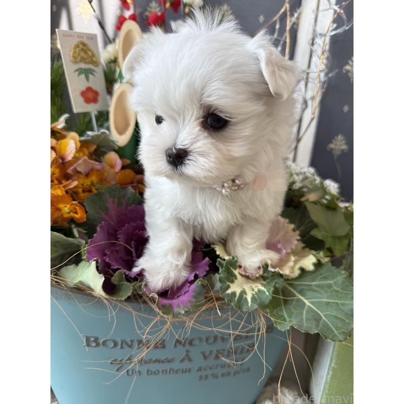 成約済の宮崎県のマルチーズ-431341の3枚目