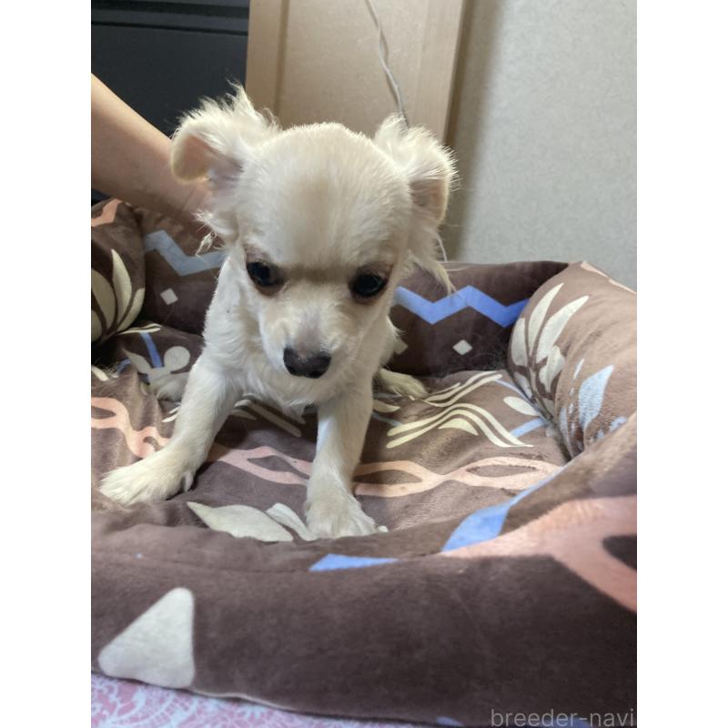 販売中の千葉県のチワワ(ロングコート)-415429の5枚目