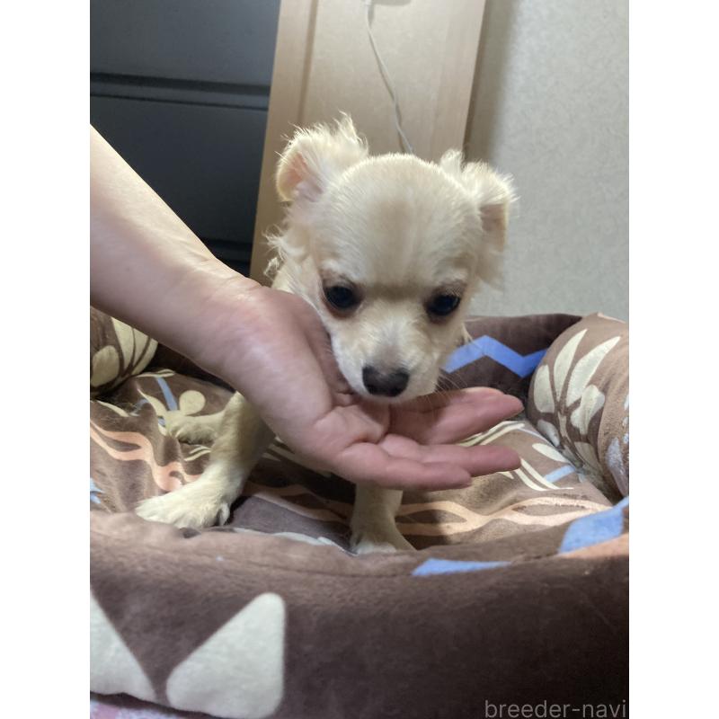 販売中の千葉県のチワワ(ロングコート)-415429の4枚目