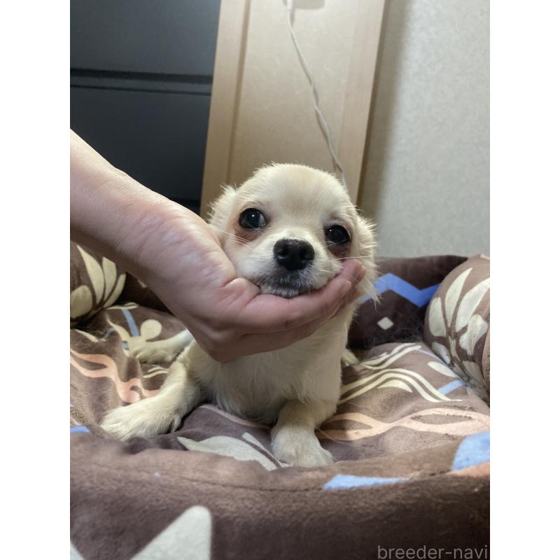 販売中の千葉県のチワワ(ロングコート)-415429の3枚目