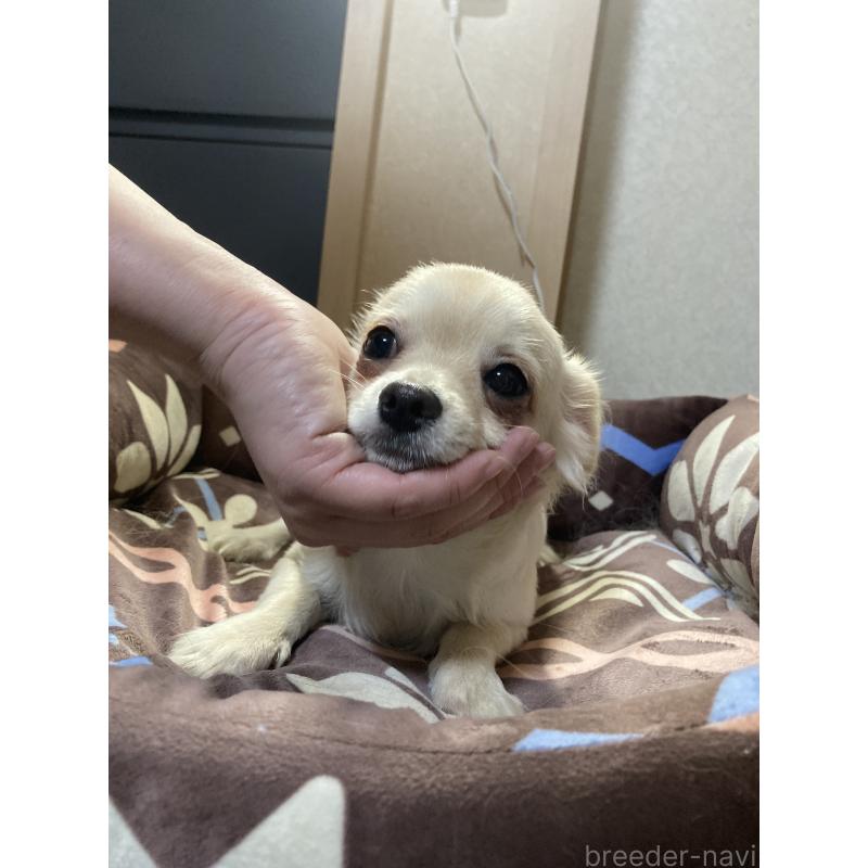 販売中の千葉県のチワワ(ロングコート)-415429の2枚目