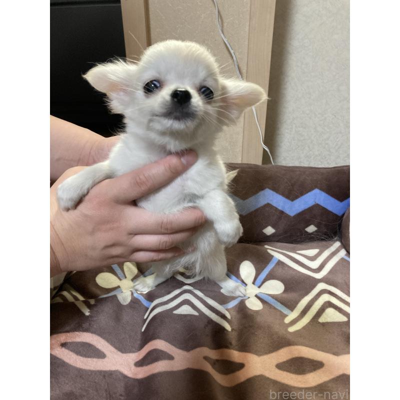 販売中の千葉県のチワワ(ロングコート)-436581の14枚目