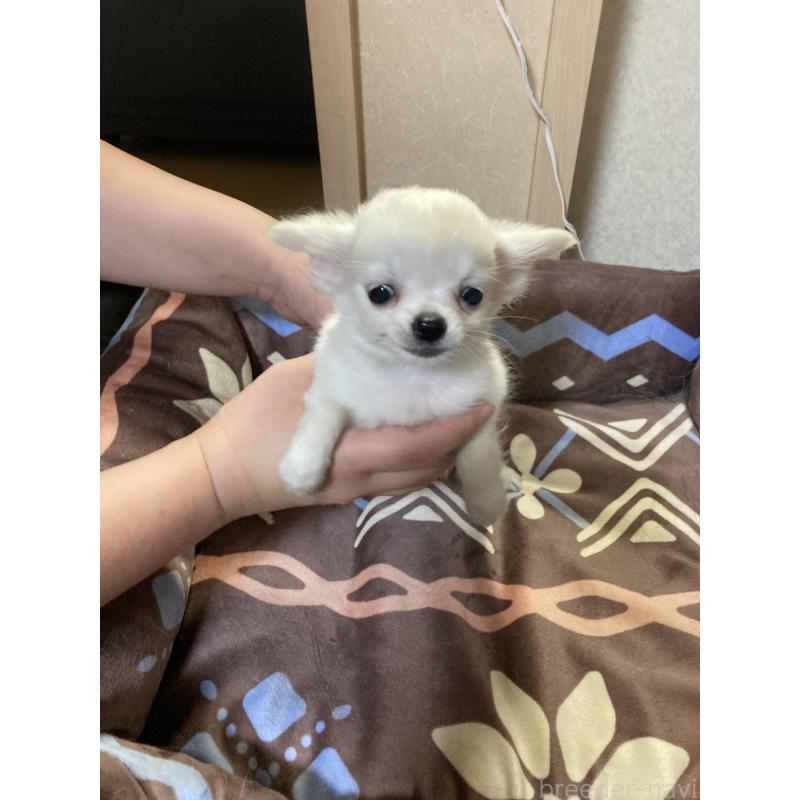 販売中の千葉県のチワワ(ロングコート)-436581の13枚目