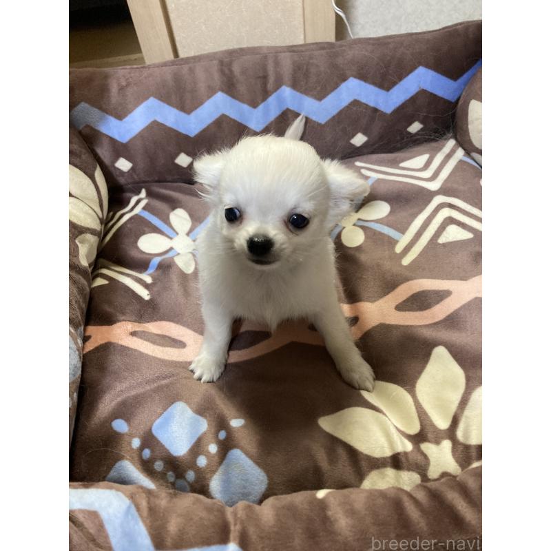 販売中の千葉県のチワワ(ロングコート)-436581の12枚目