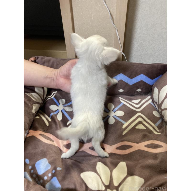 販売中の千葉県のチワワ(ロングコート)-436581の11枚目