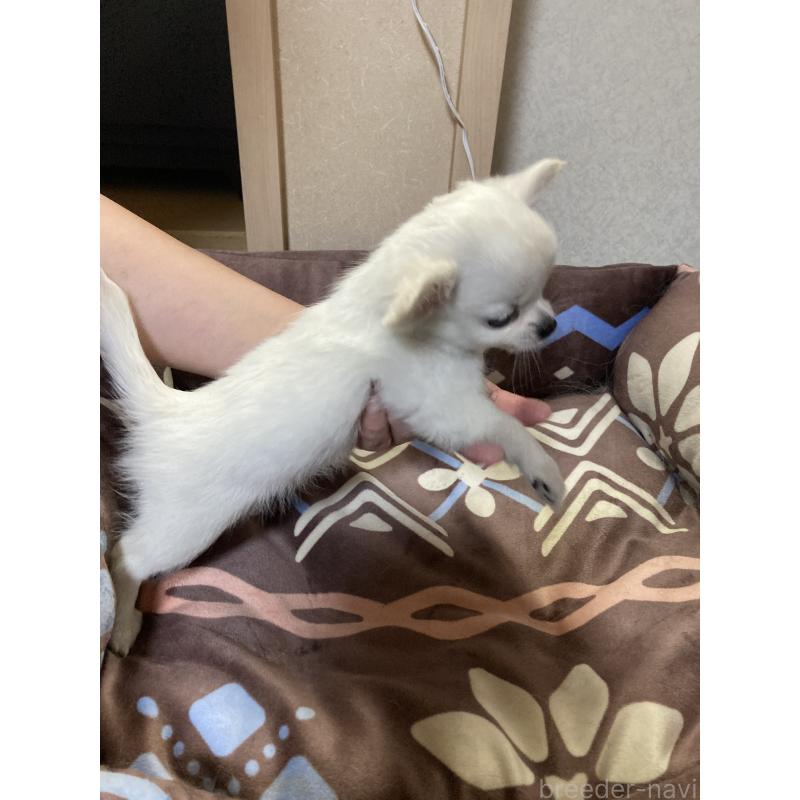 販売中の千葉県のチワワ(ロングコート)-436581の10枚目