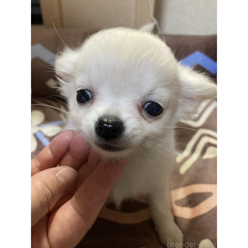 販売中の千葉県のチワワ(ロングコート)-436581の9枚目