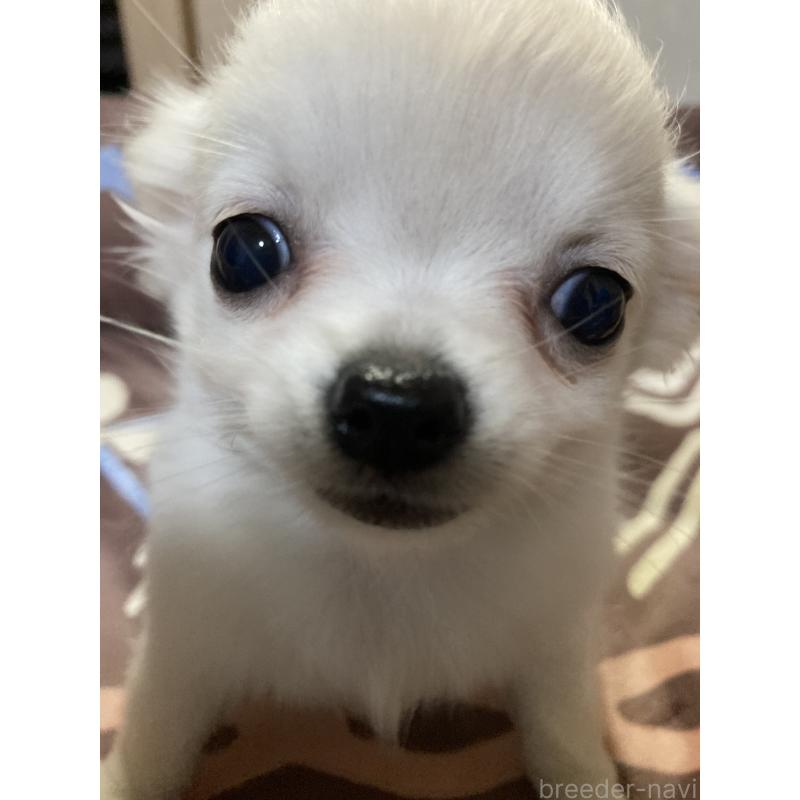 販売中の千葉県のチワワ(ロングコート)-436581の7枚目