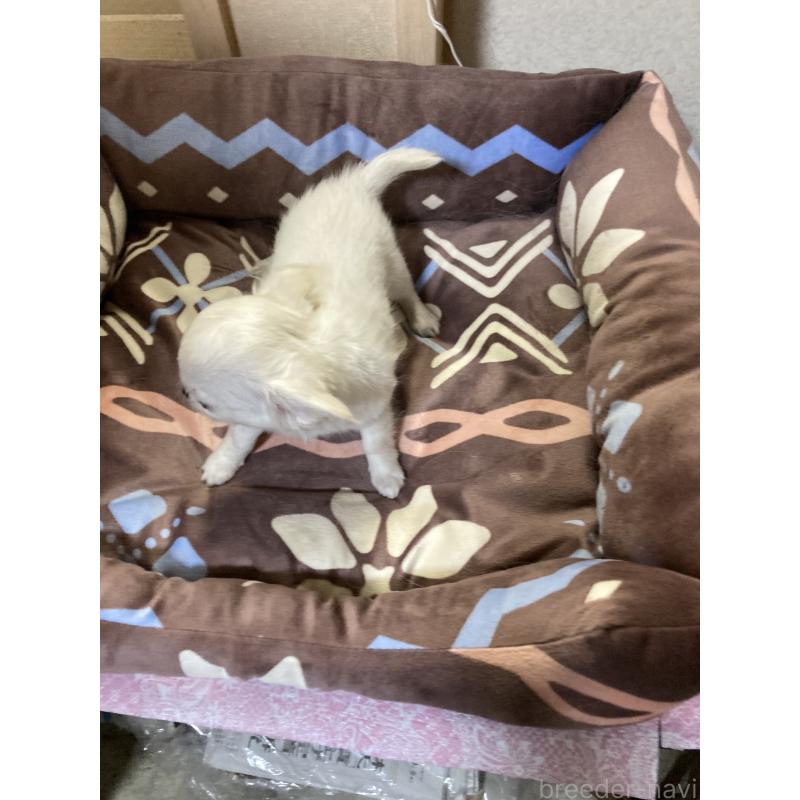 販売中の千葉県のチワワ(ロングコート)-436581の6枚目