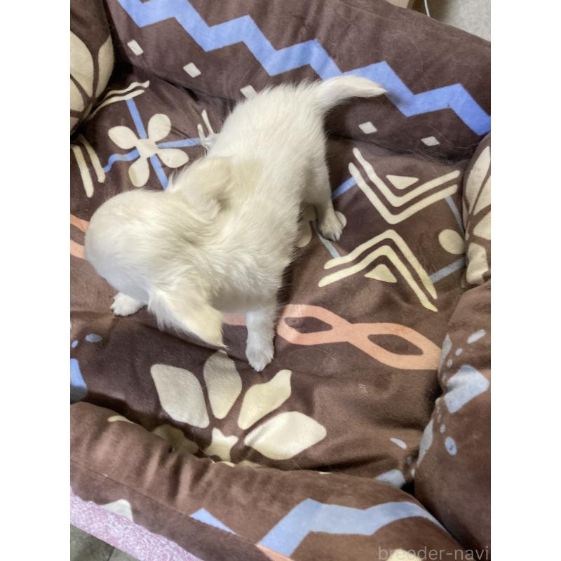 販売中の千葉県のチワワ(ロングコート)-436581の3枚目