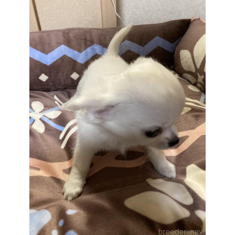 販売中の千葉県のチワワ(ロングコート)-436581の2枚目