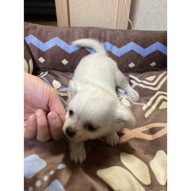 販売中の千葉県のチワワ(ロングコート)-436582の15枚目