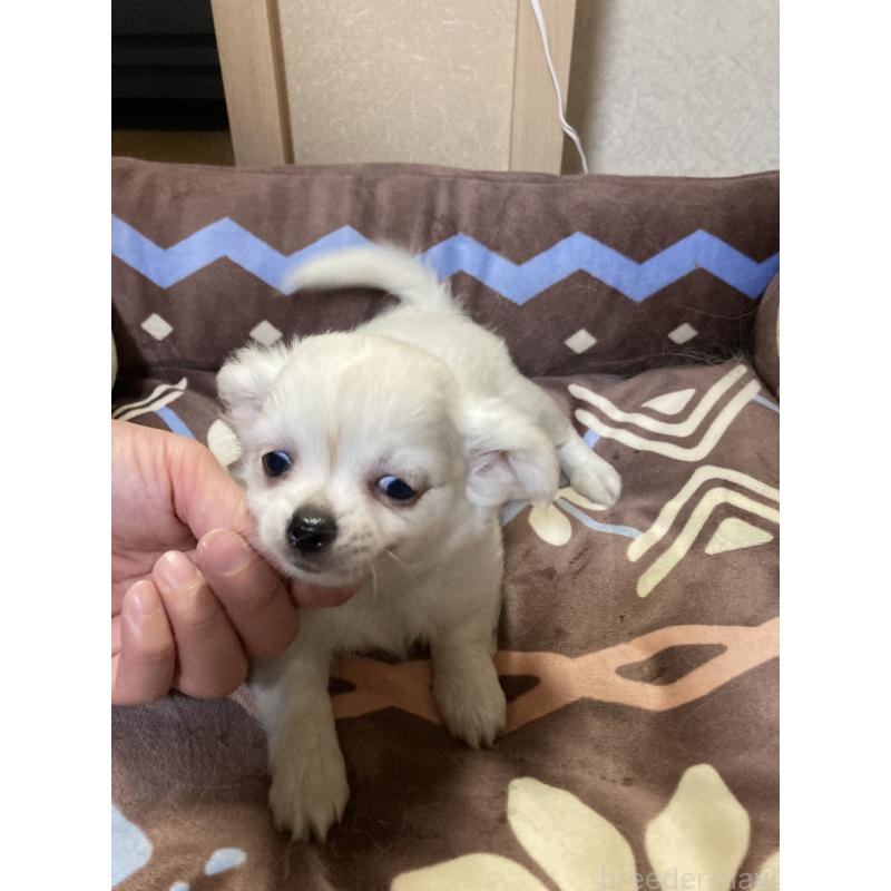 販売中の千葉県のチワワ(ロングコート)-436582の14枚目