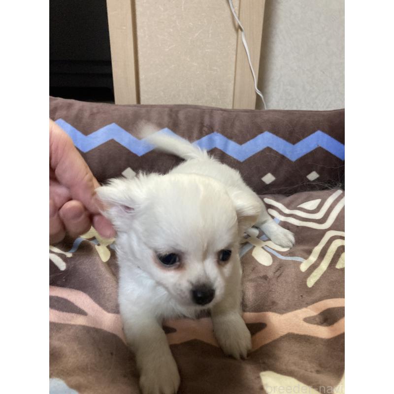 販売中の千葉県のチワワ(ロングコート)-436582の13枚目