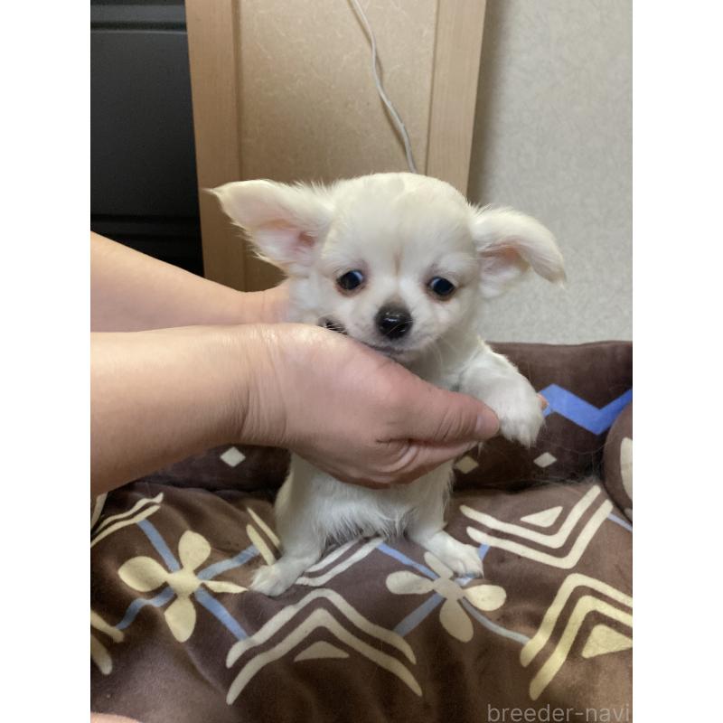 販売中の千葉県のチワワ(ロングコート)-436582の12枚目