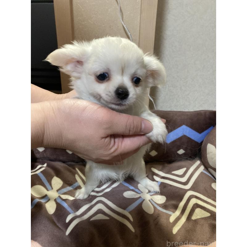 販売中の千葉県のチワワ(ロングコート)-436582の11枚目