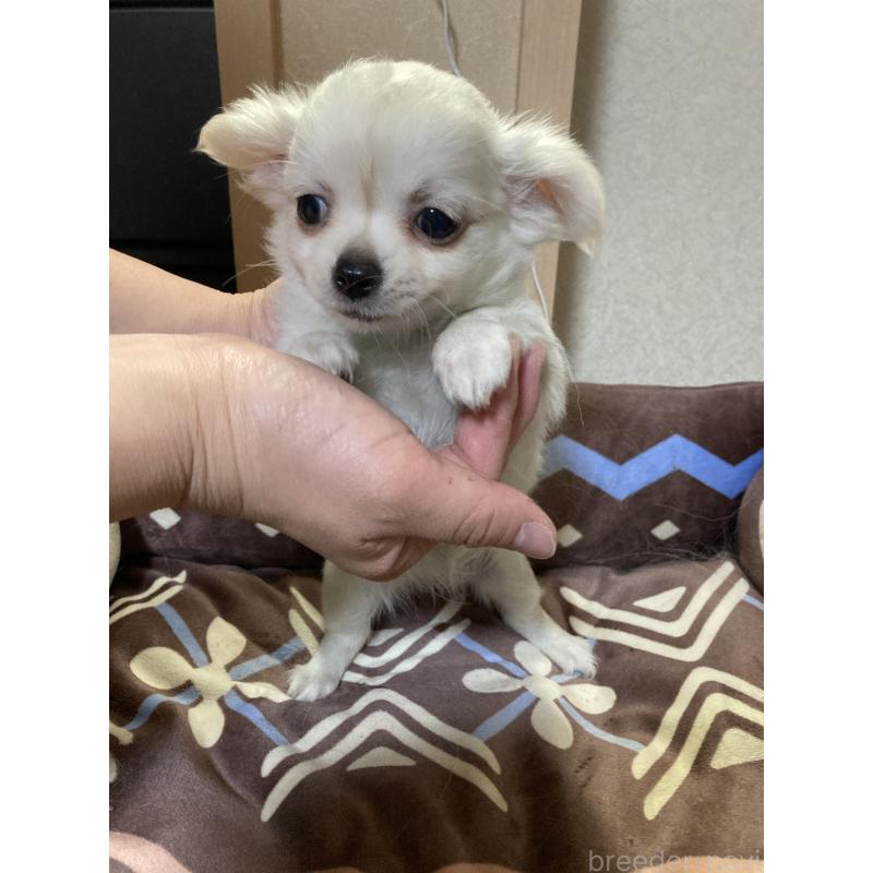 販売中の千葉県のチワワ(ロングコート)-436582の10枚目