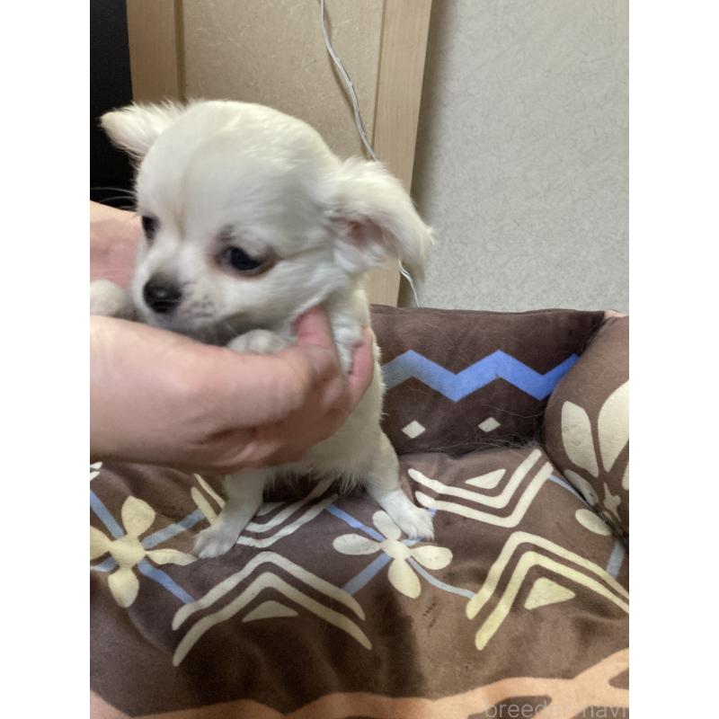 販売中の千葉県のチワワ(ロングコート)-436582の9枚目