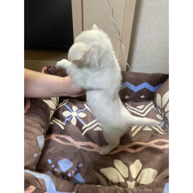 販売中の千葉県のチワワ(ロングコート)-436582の8枚目