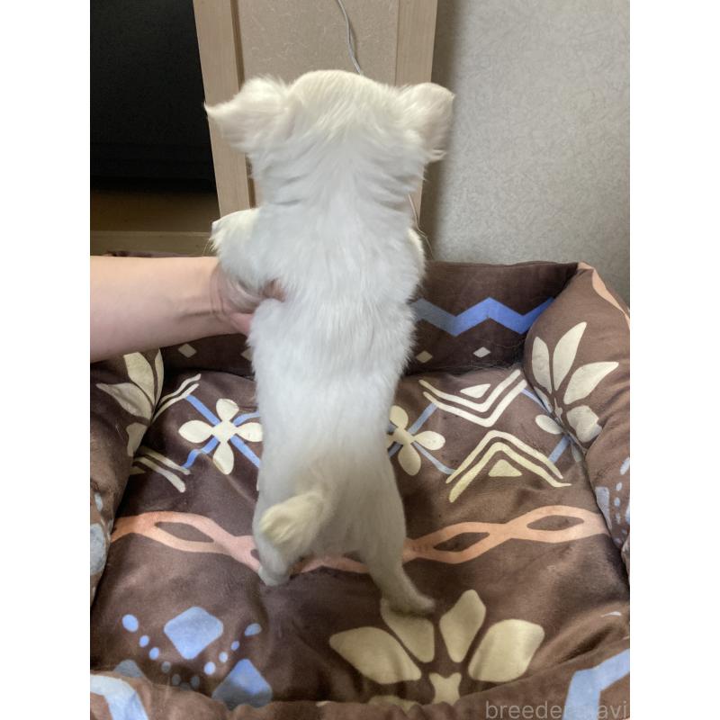 販売中の千葉県のチワワ(ロングコート)-436582の7枚目