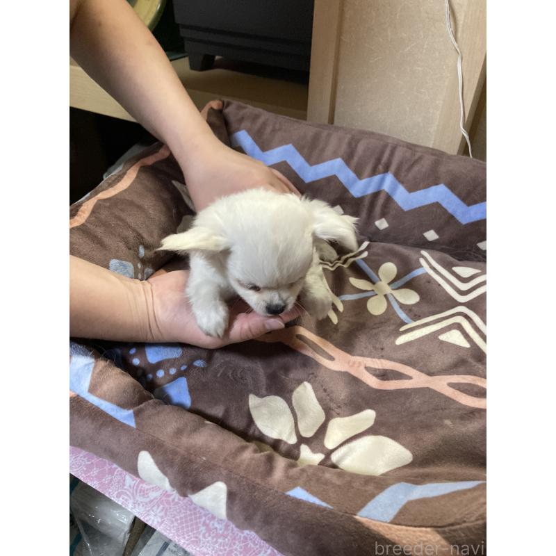 販売中の千葉県のチワワ(ロングコート)-436582の6枚目