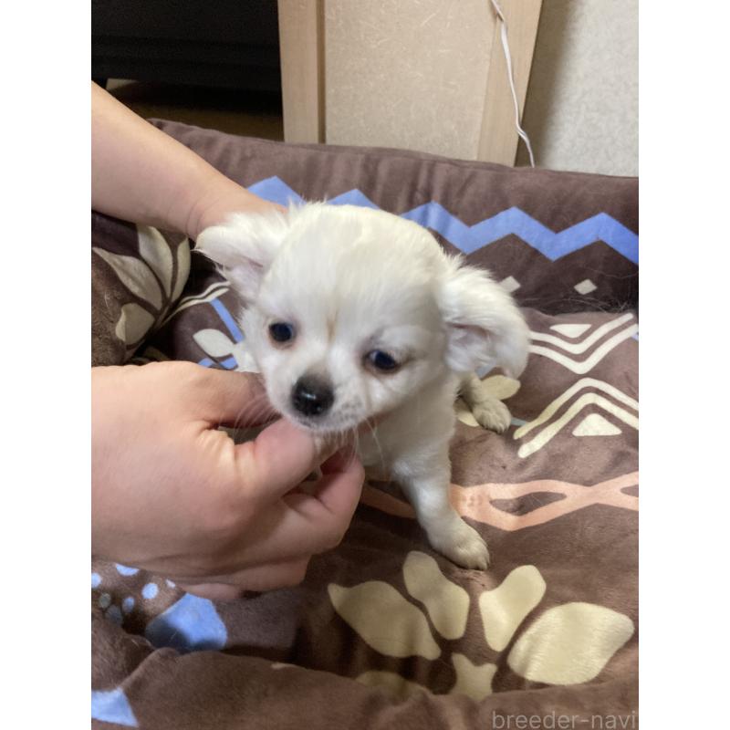 販売中の千葉県のチワワ(ロングコート)-436582の5枚目