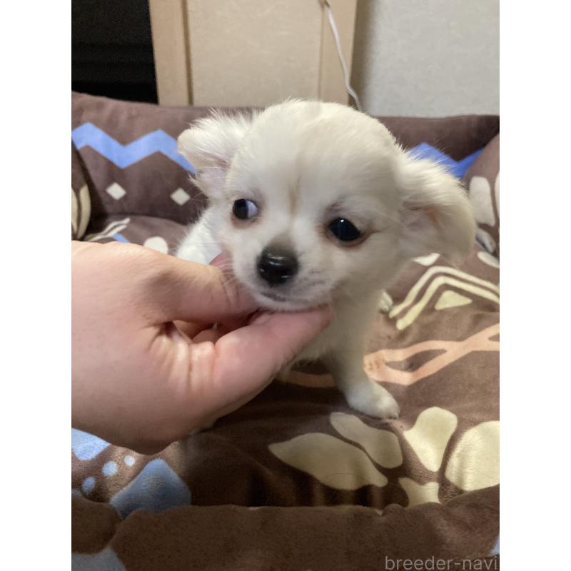 販売中の千葉県のチワワ(ロングコート)-436582の4枚目