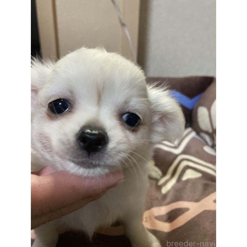 販売中の千葉県のチワワ(ロングコート)-436582の3枚目