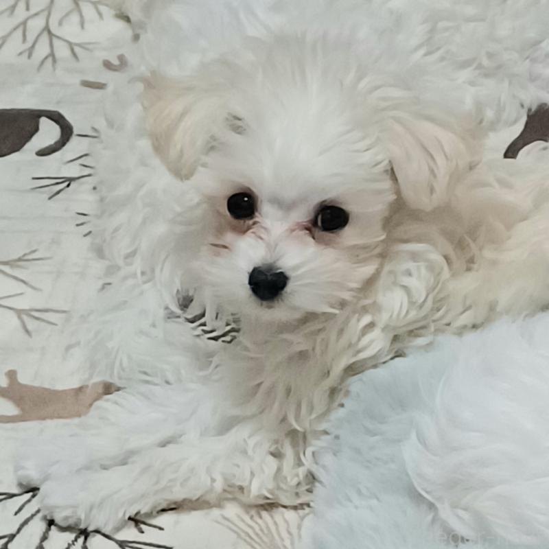 販売中の福岡県のマルプー:マルチーズ×トイプードル-424957