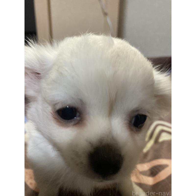 販売中の千葉県のチワワ(ロングコート)-436582の2枚目