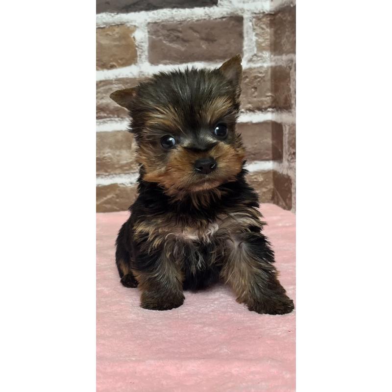 販売中の鹿児島県のヨークシャーテリア-436583の1枚目