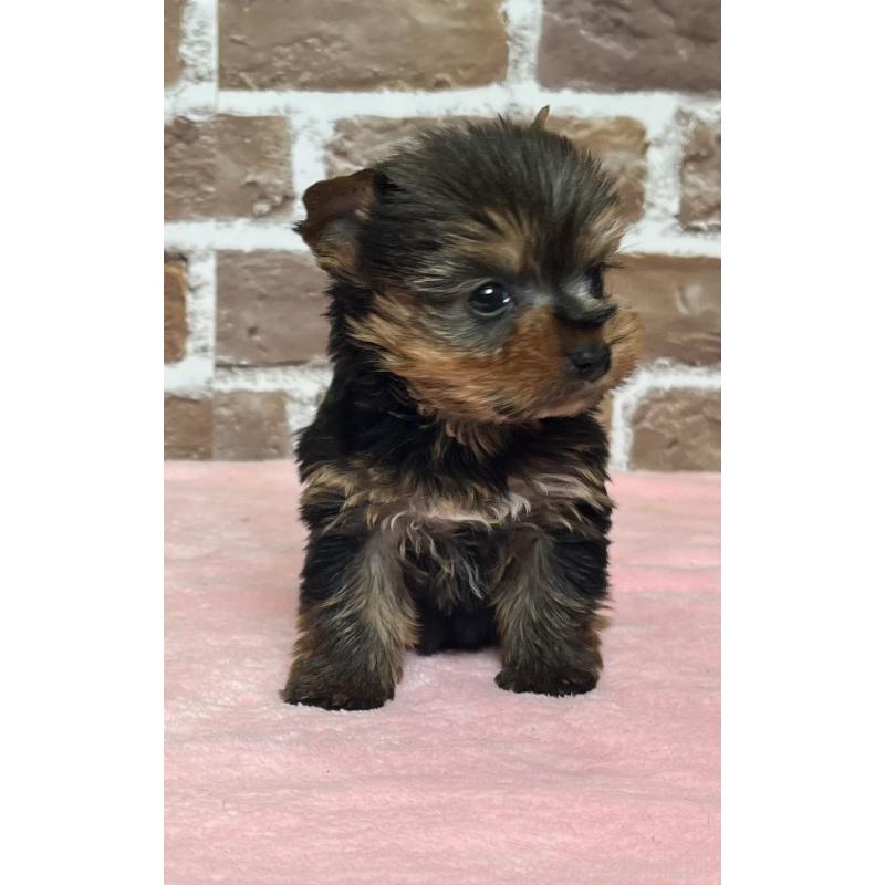 販売中の鹿児島県のヨークシャーテリア-436583の9枚目