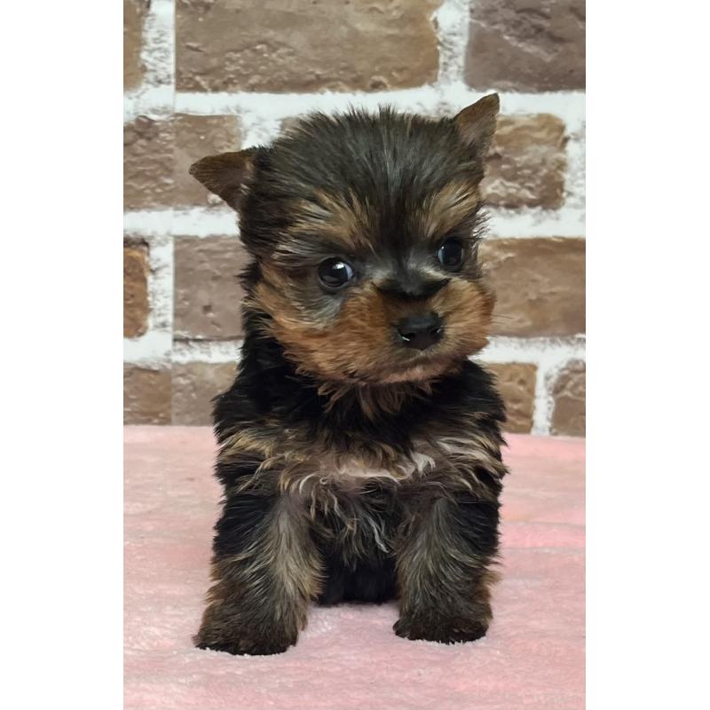 販売中の鹿児島県のヨークシャーテリア-436583の8枚目