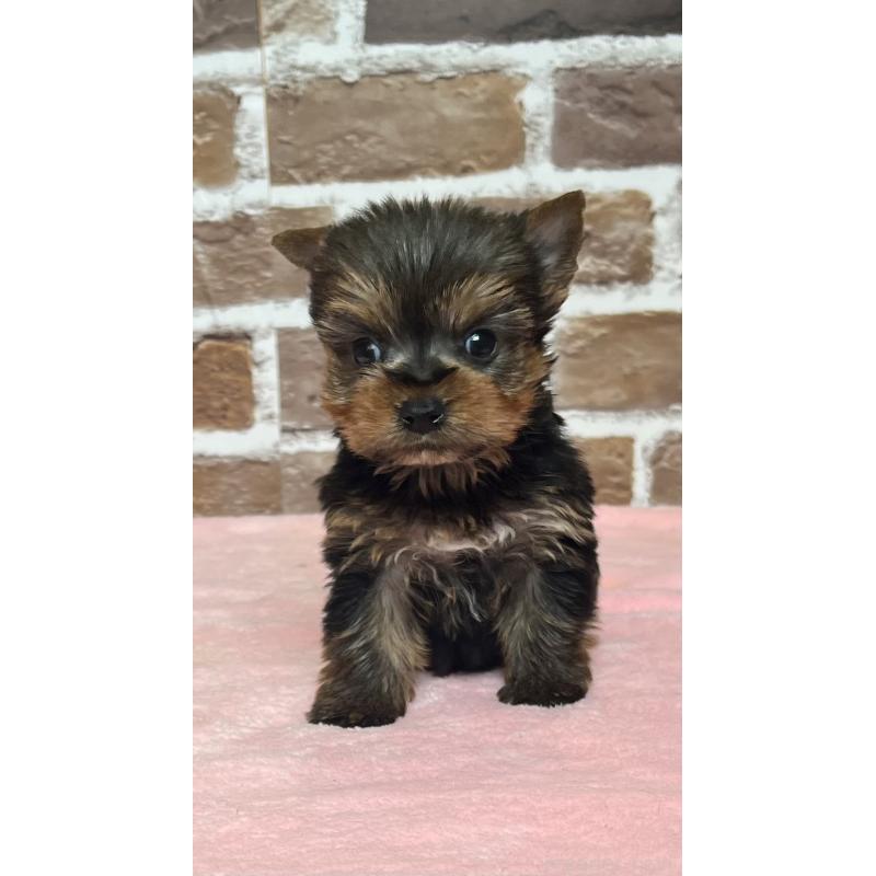 販売中の鹿児島県のヨークシャーテリア-436583の7枚目